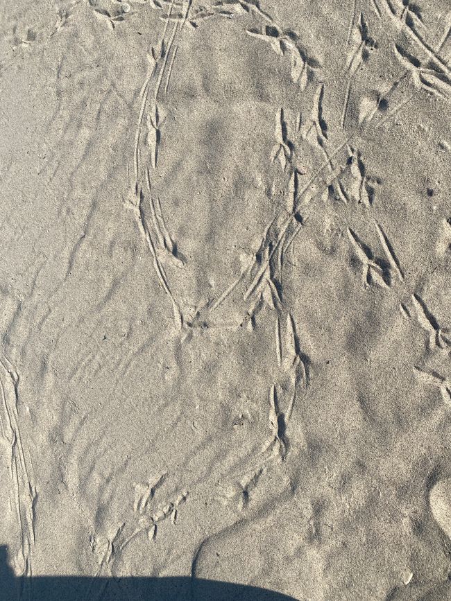 Die Möwenspuren am Wasser