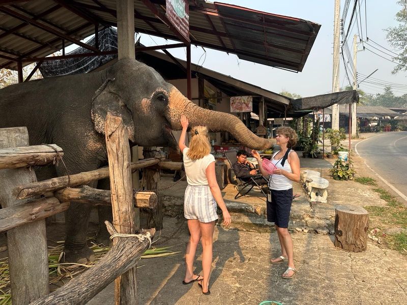 Elefanten und „Ricola“… das  gibt es nur in Thailand