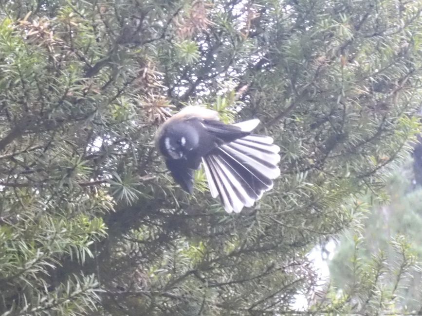 L'oiseau éventail