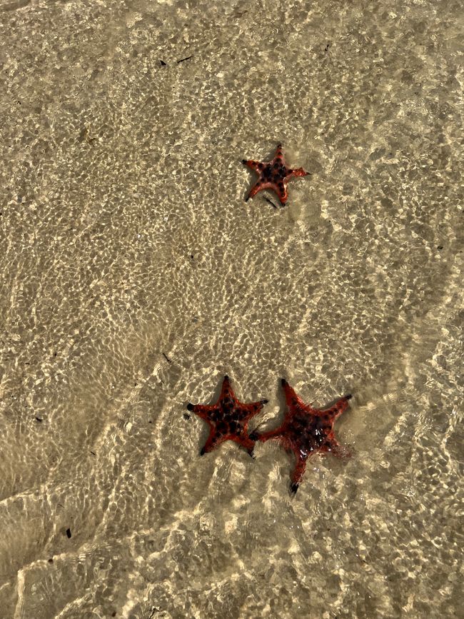 Tag 16 - Phu Quoc: Tierische Higloghts und glitzerndes Einhorn