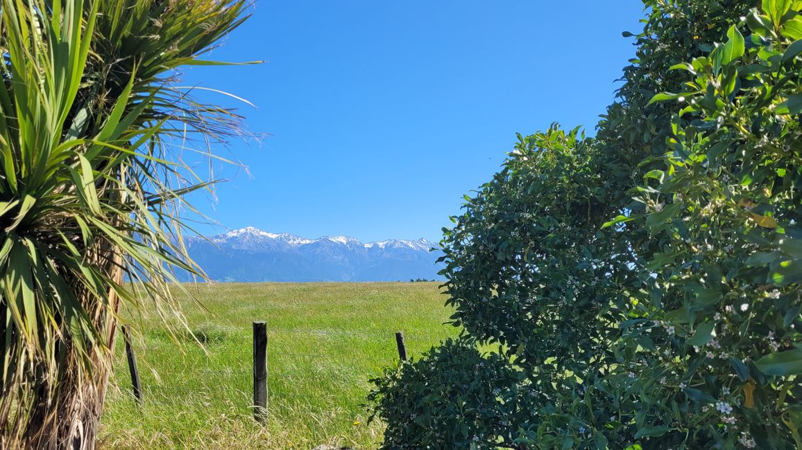 „Animal Watching“ in Kaikoura – Part Two (Seals, No Whales & Dolphins? - but Sheeps!)