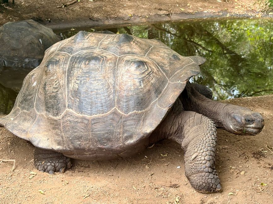 Isabela (Galápagos)