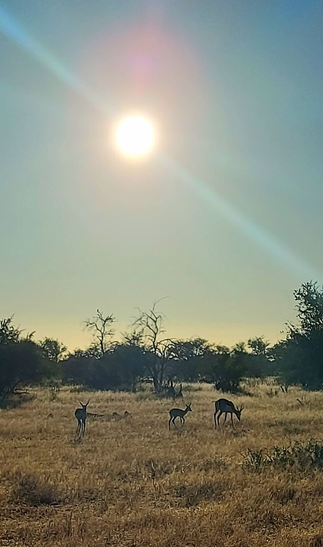 Im Etosha Nationalpark