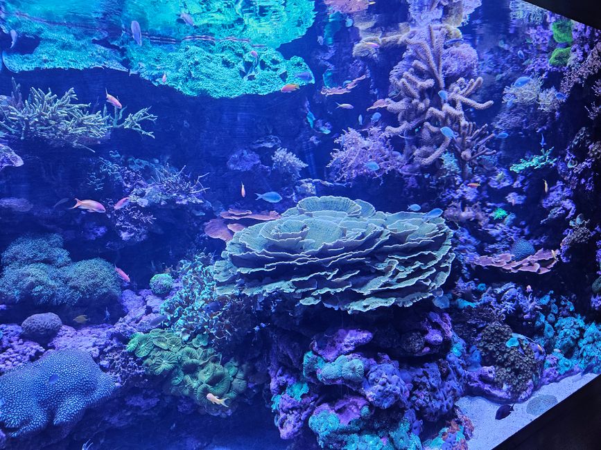 2025 - Aprile - Valencia - Oceanogràfic