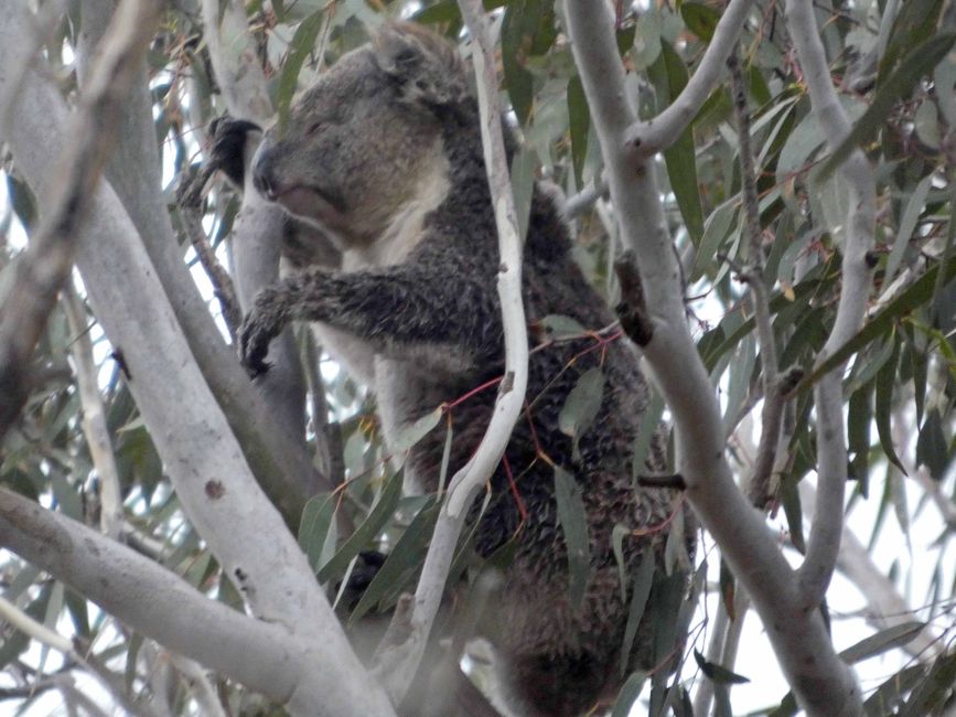 Kingscote, Kangaroo Island