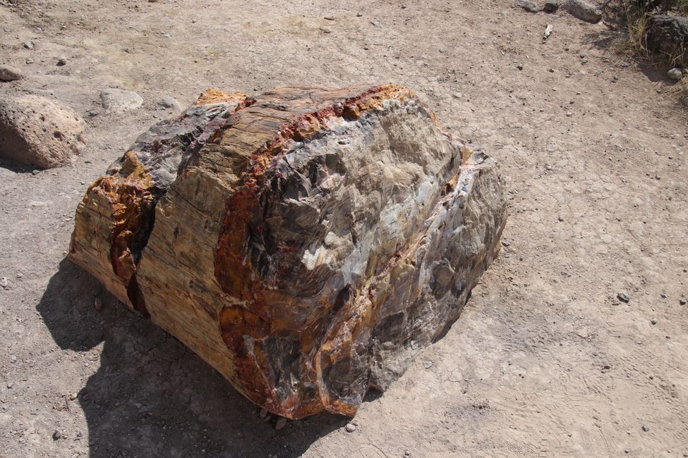 petrified wood