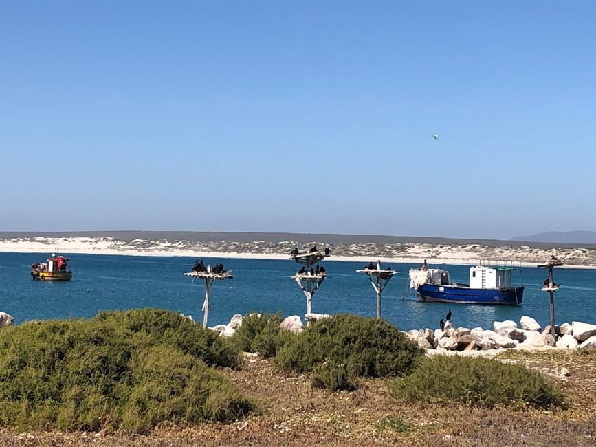 Bird Island - Komorane