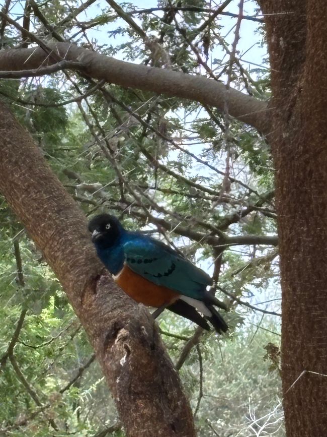 Parc national de Tarangire