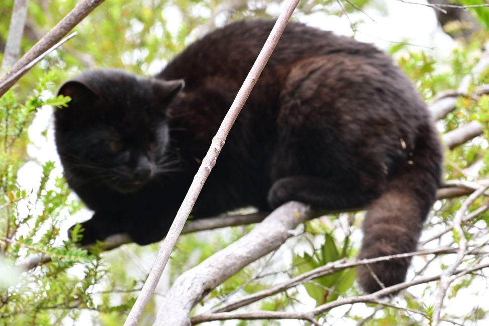 Gato montés chileno