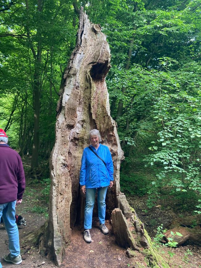 Frau im Baum