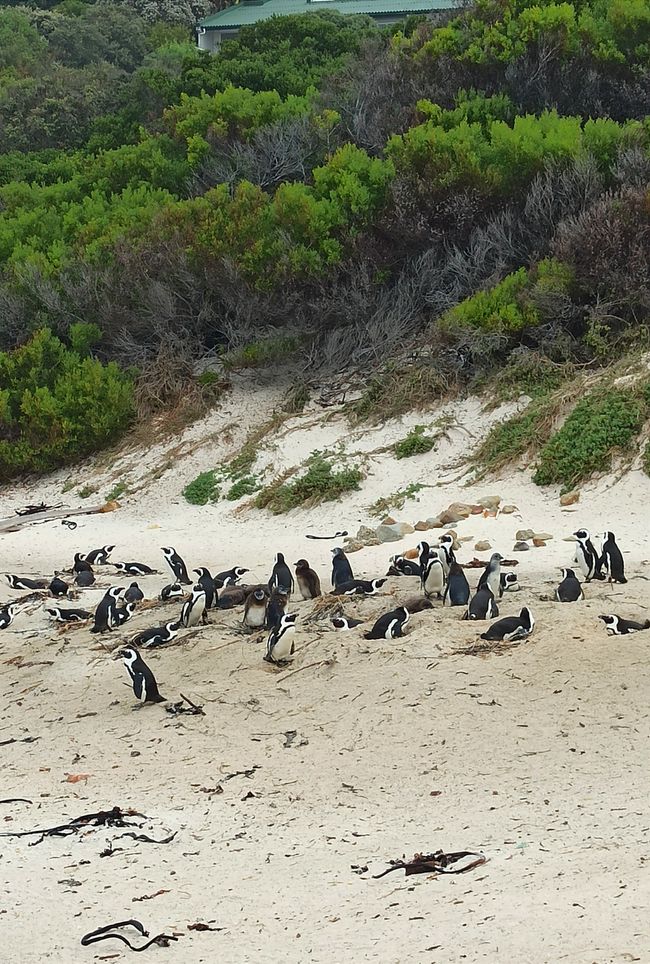 Südafrika Tag 5 - Pinguine!