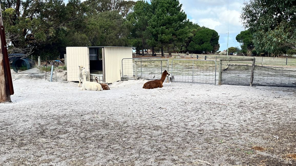 Parc des oiseaux et des animaux d'Esperance