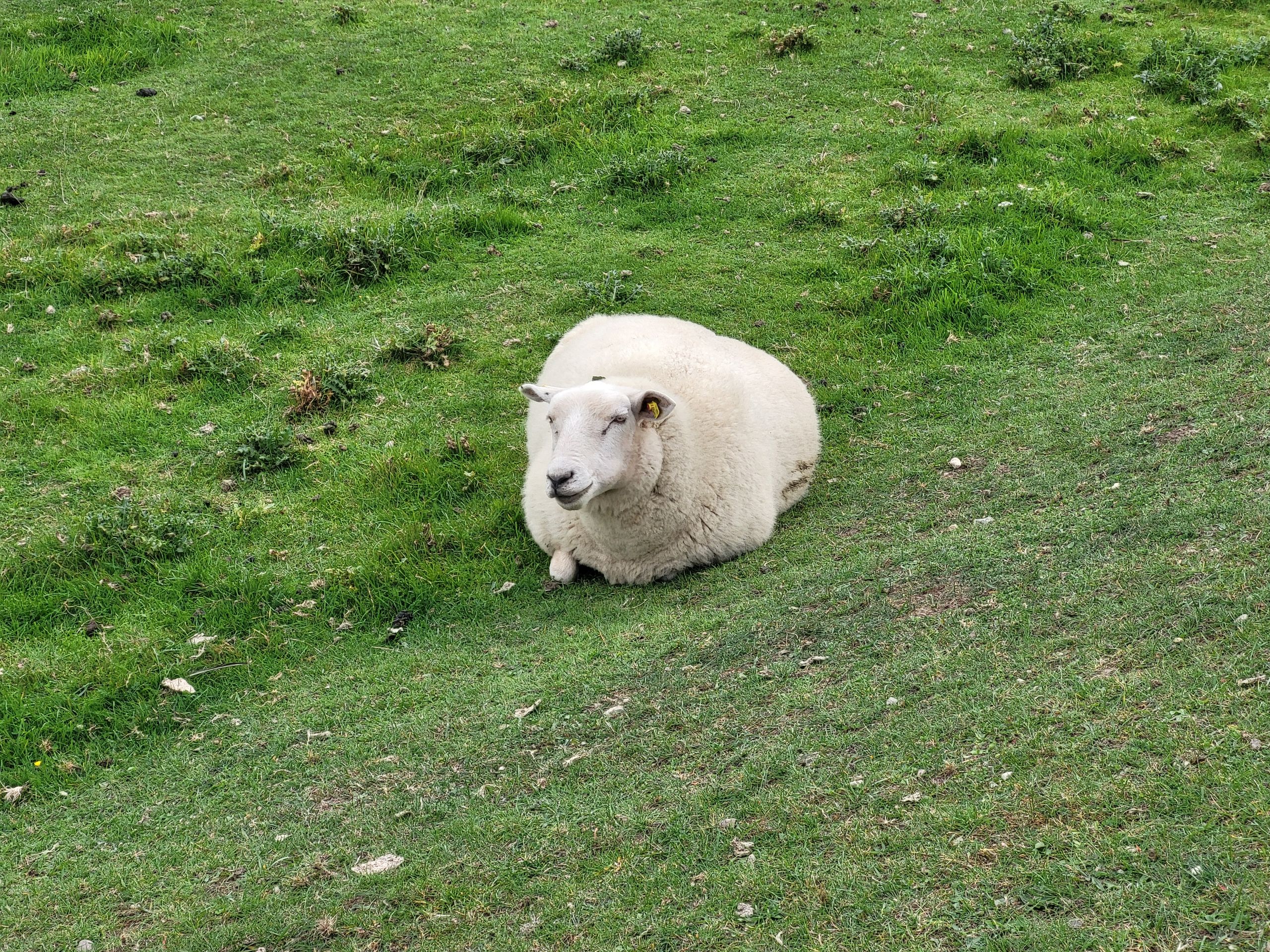 Mouton de la digue