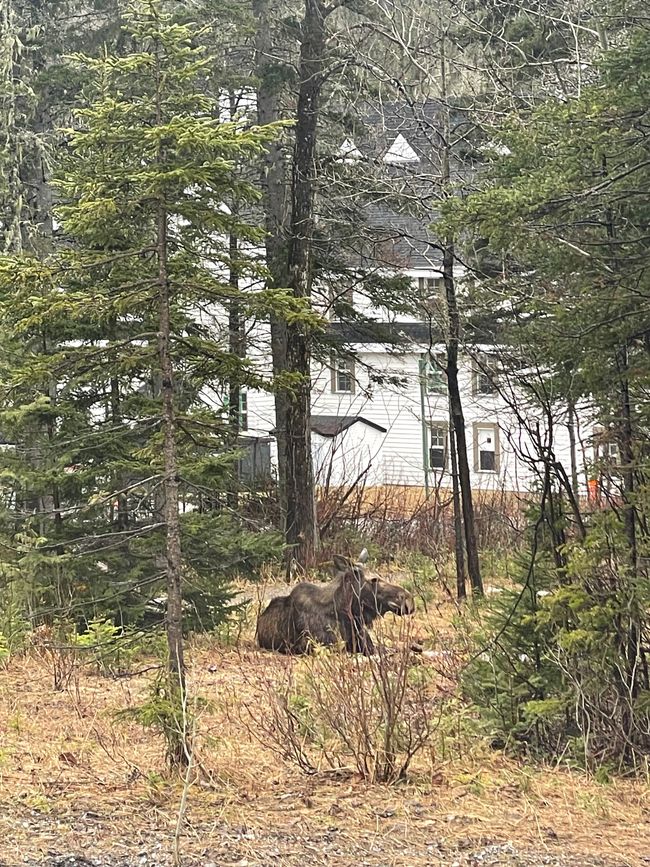 Moose viewing & 10th stop: Cap-Aux-Os