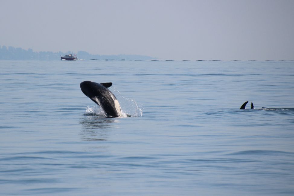 Orcas jugando