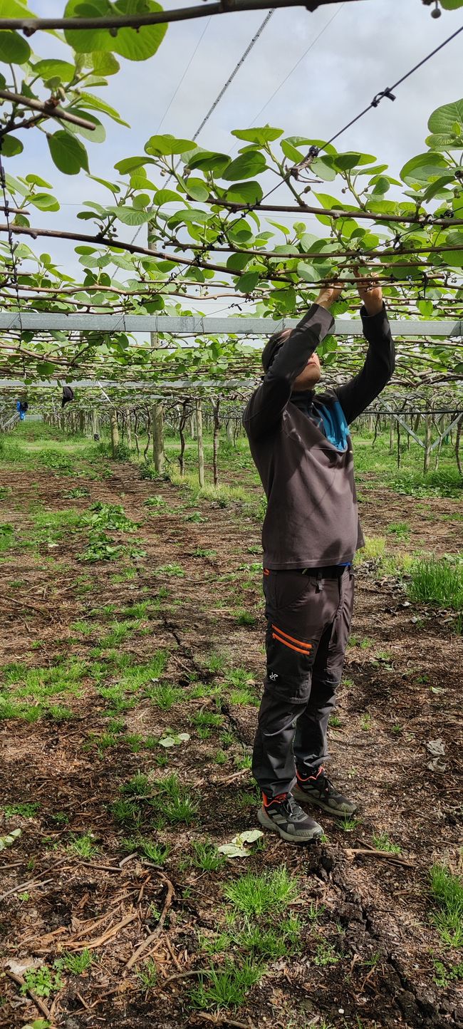 Woche 22 - Gizzy Gisborne