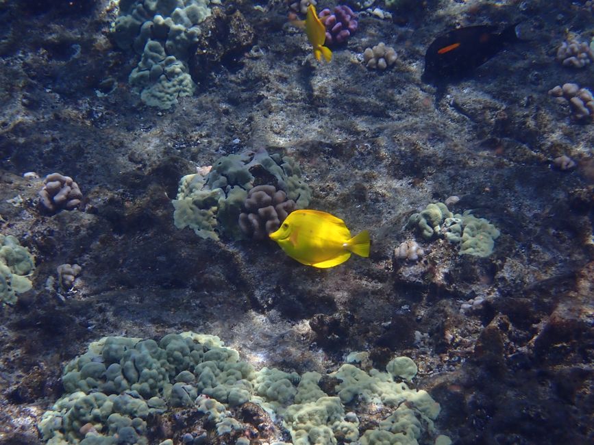 Snorkeling à Molokini - Poisson chirurgien à nageoire jaune