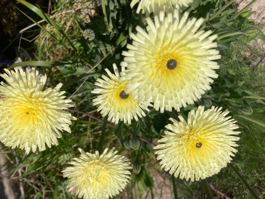 Wandern… von Santa Maria aus zum Tramuntana Gebirge…soweit meine Füße mich tragen