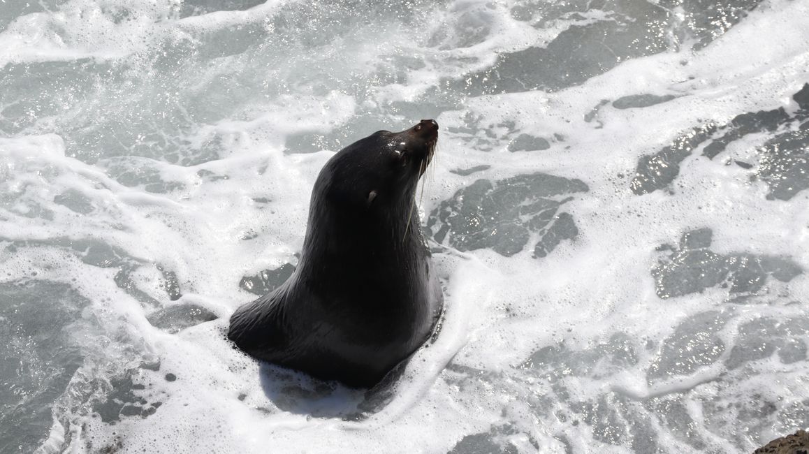 Seebär am Cape Palliser