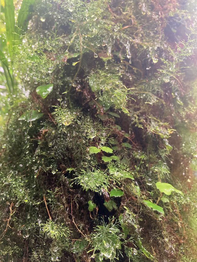 Monteverde