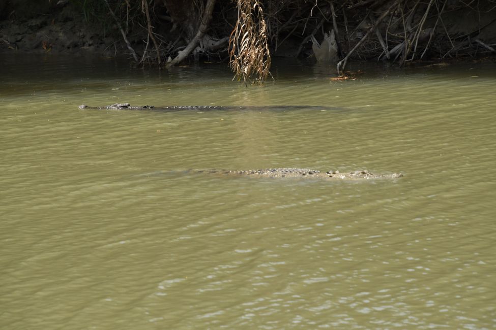 Kakadu NP - Salzwasserkrokodile / Salt water crocodilese