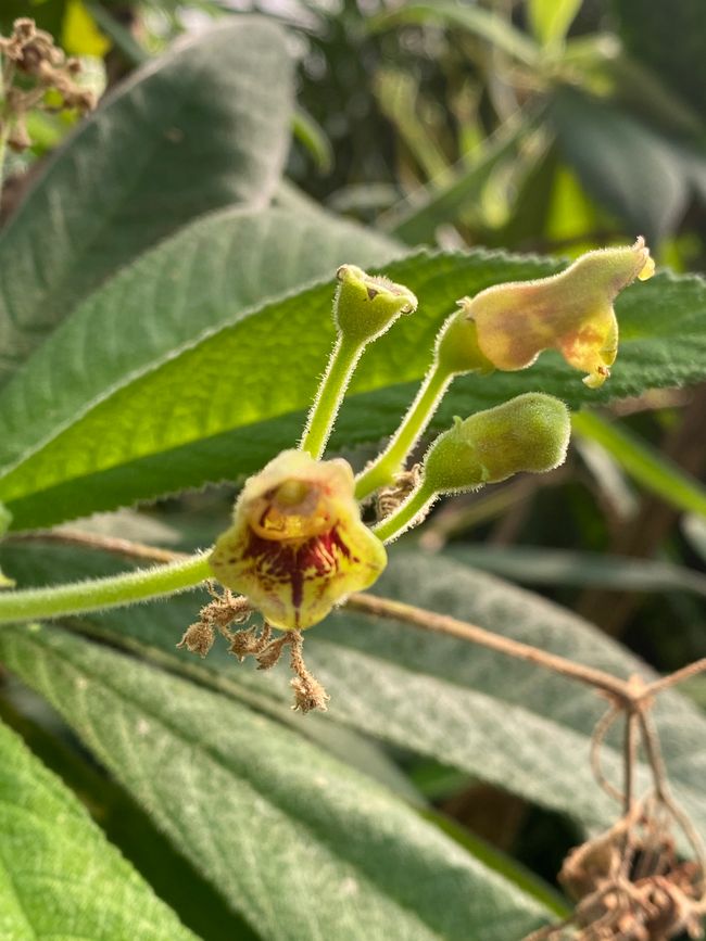 Keine Ahnung, was hier blüht.