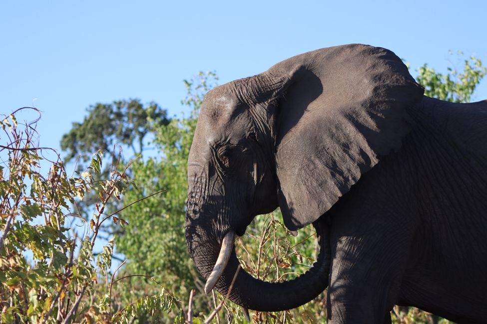 Botswana - das Land der Elefanten