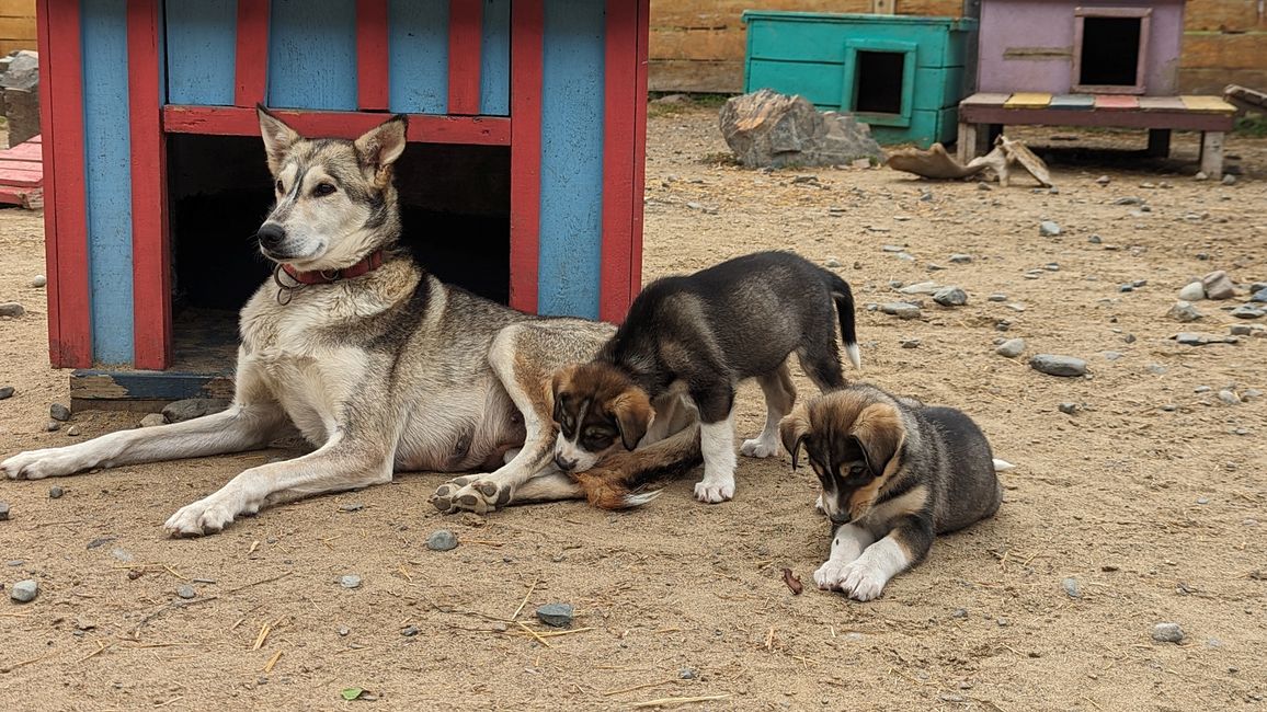 Day 21: Around Whitehorse: Husky Puppies, Emerald Lake & the smallest desert in the world