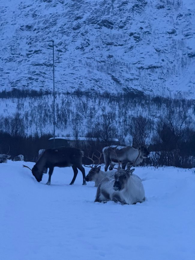 Norwegen - Tromsø im Winter