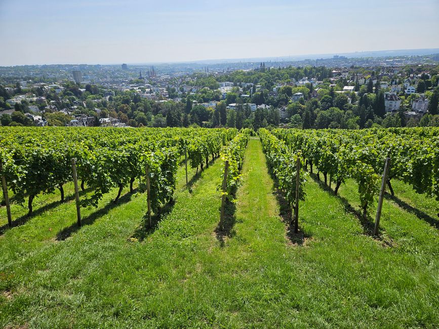 Blick von der Löwenterasse 