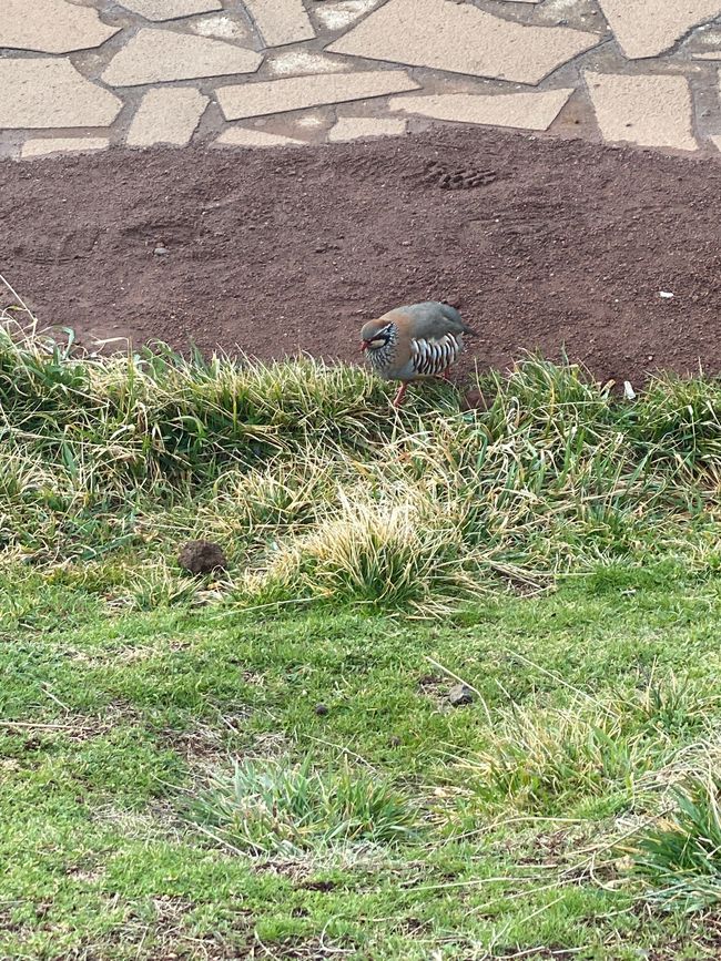 Auf dem Berg ein Rothuhn? Oder Rebhuhn?