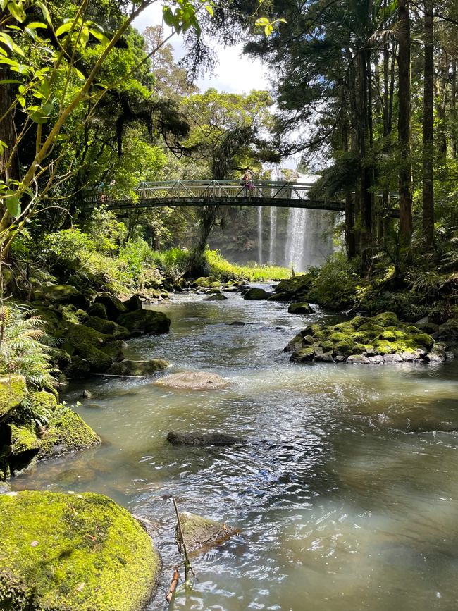 Whangārei Falls