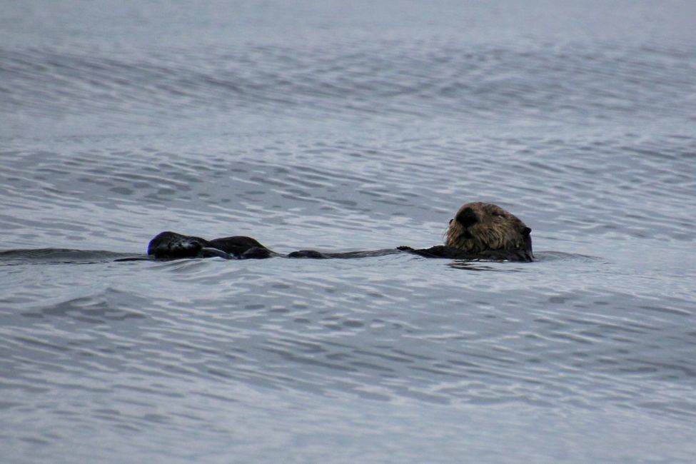 Tour de Observación de Ballenas de Seasmoke