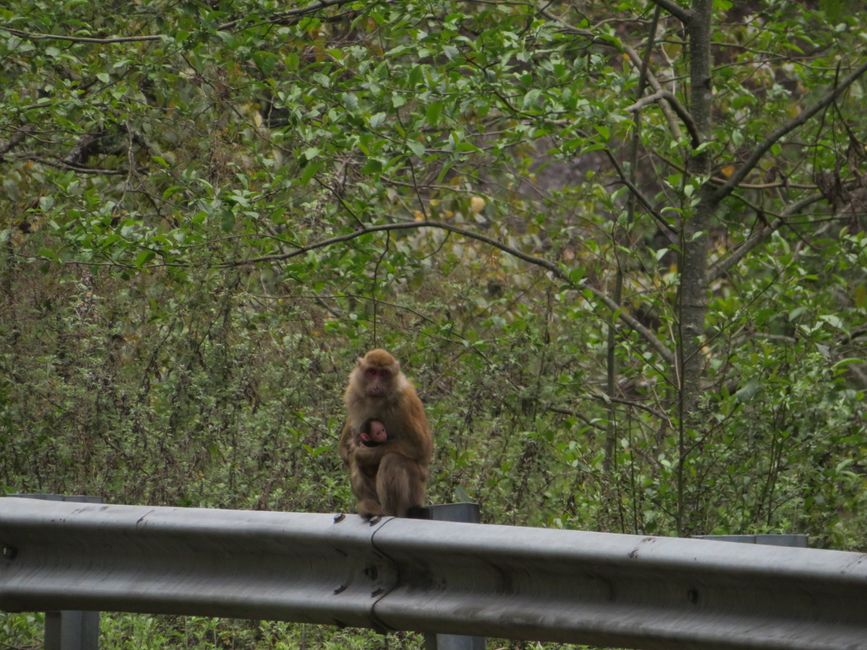 Monkey