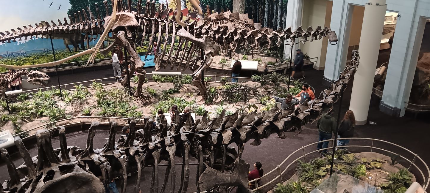 Museum of natural history I
