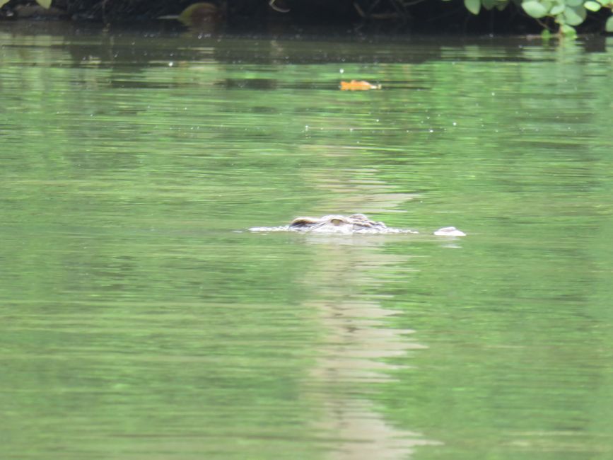 Matara - Mauvais temps, pas de baleines, mais des Salties (crocodiles d'eau salée)