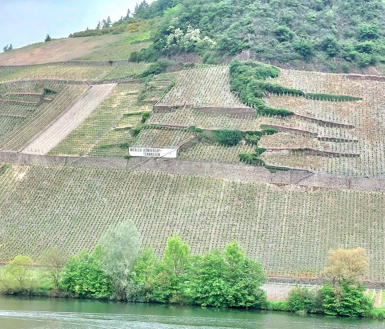 Vigneti delle terrazze di Merler Königslay