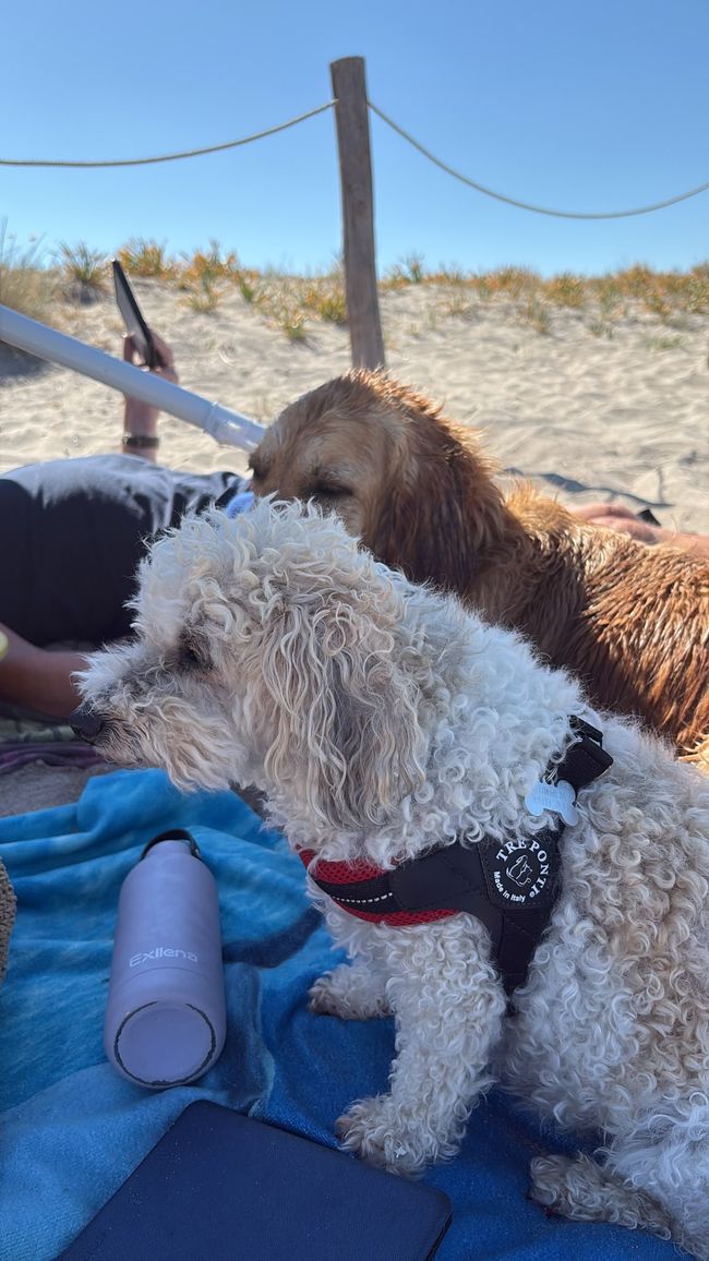 Die Hunde am Strand