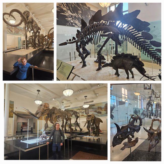 Dinosaur fossils