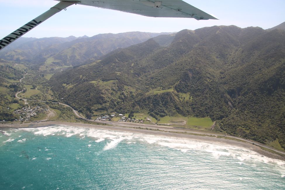 „Animal Watching“ in Kaikoura – Part Two (Seals, No Whales & Dolphins? - but Sheeps!)