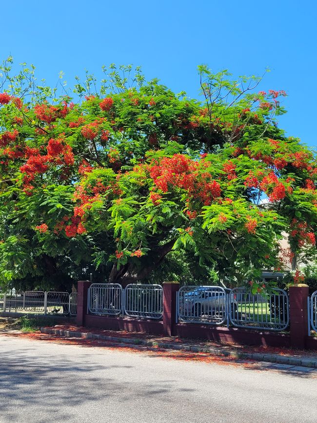 Giorno 71 e 72 di 175: Crociera intorno al mondo - Nuku'alofa/Tonga