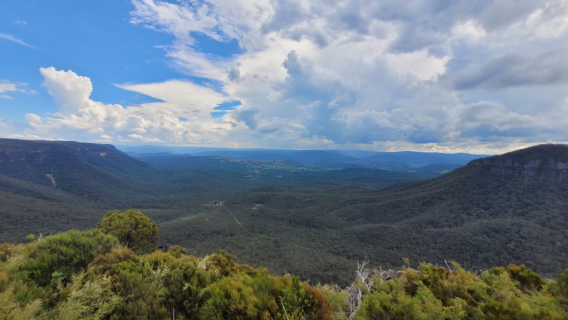 Blue Mountains – Eukalyptusbäume locken nicht nur Koalas an