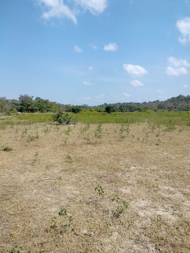 Mole Nationalpark & Larabanga