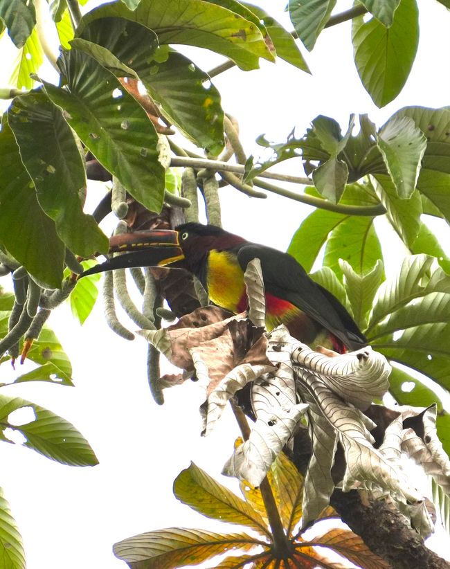 En la selva subtropical cerca de Pousada Bom Jardim