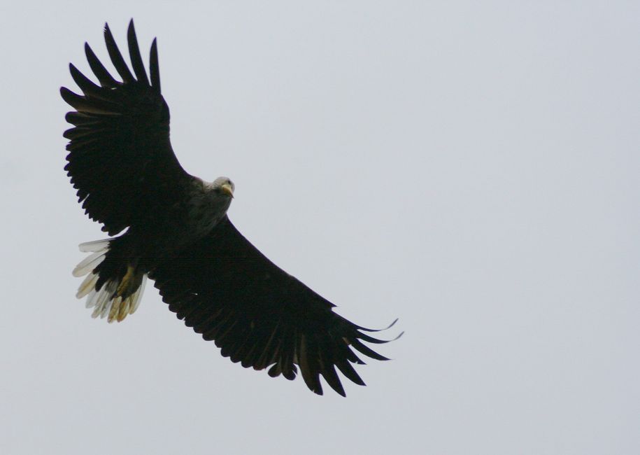 Seeadler