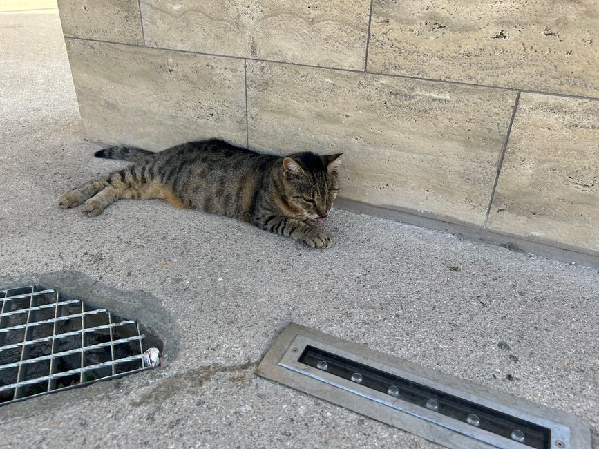Katzen der Agora