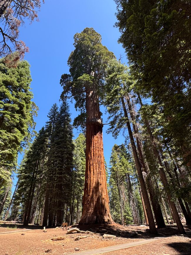 Sequoia National Park