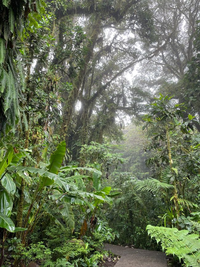 Nebelwald von Santa Elena