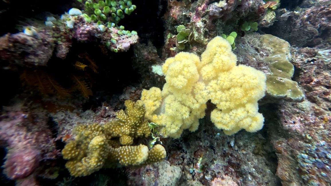 Travis auf Tauchsafari in Raja Ampat
