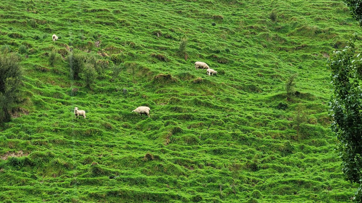 Still without clarity... Rain and mist without end! - Taranaki NP